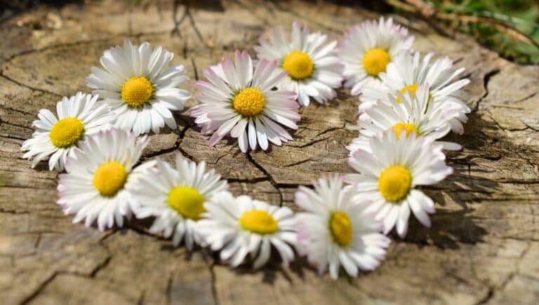 plant-white-flower-petal-daisy-love-